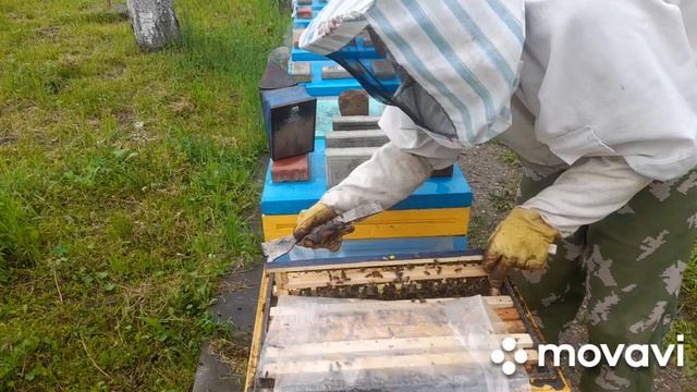 ВЫВОДИМ МАТОК. Результат второй прививки. 27.04.2023 #пчеловодство #пасека #пчелы #матководство смотреть онлайн