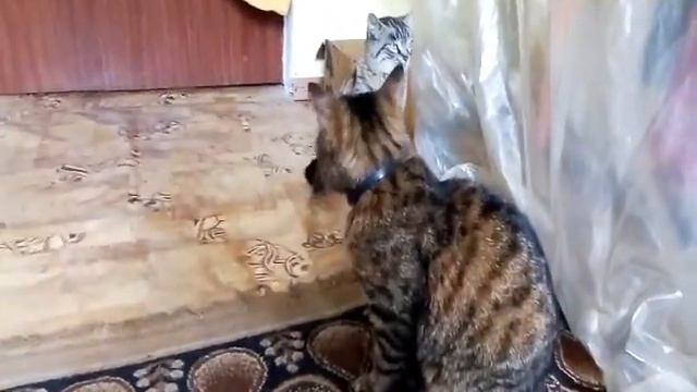Два кота вместе！Мграются！ смотреть онлайн