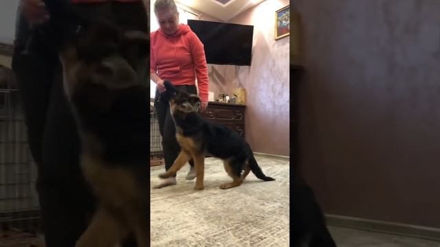 Камара маленькая и ее первые уроки дрессировки 🥰❤️🔥🥰. Умняшка моя🥰 смотреть онлайн
