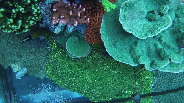 120 Gallon Reef Tank Coral - GoPro Hero 3 Underwater Camera смотреть онлайн