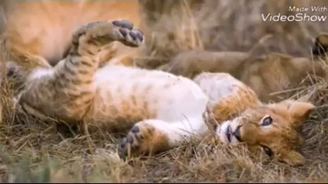 Животные! | Слайд-шоу =^•^= смотреть онлайн