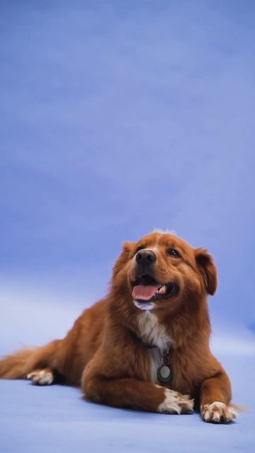 Звуки как делает собачка гаф гаф,как делает киса мяу мяу ,как делает курочка кукареку