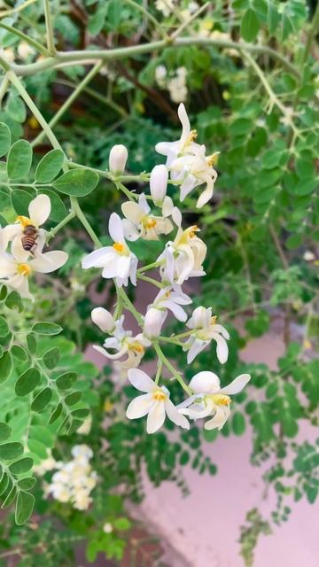 Morning Vibes #morningvibes #beautifulmorning #insects #iphonephotography #shorts #honeybee #moring смотреть онлайн