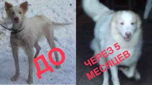 От "прошлого пса" остался только нос