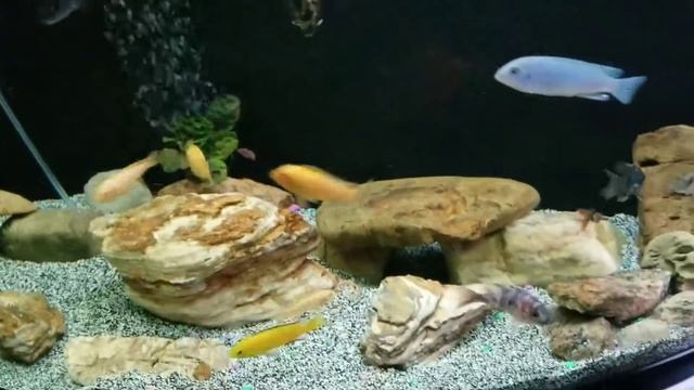 Wow my tanks are Crystal Clear смотреть онлайн