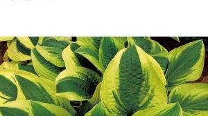 Hostas in Korea, 비비추 '마마 미아' Hosta ‘Mama Mia’