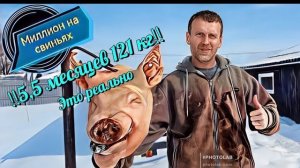 Выгодно ли свиноводство в 2025 году!