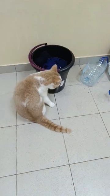 Симба #кот#снег#москва#россия#тренды#шортс#мило#кошки#песни#море#ульяновск#ксго#прохождение#аниме#я