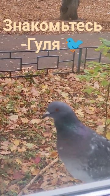 Кот 🐈 поймал ГУЛЮ за хвост! Едва ноги унес! 🐦 смотреть онлайн