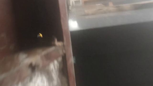 Один из цехов на ул. Грибоедова г. Коростышев смотреть онлайн