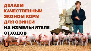Как сэкономить на корме для свиней с помощью силового измельчителя.