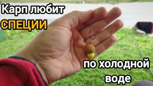 Карп любит специи по холодной воде Ловим карпа осенью 2024 #рыбалка #fishing #донка #карп #carps