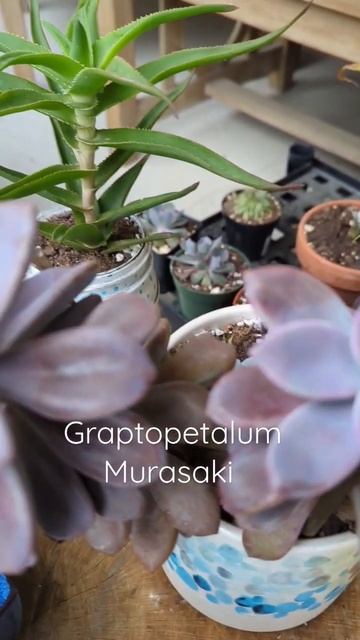 Graptopetalum Murasaki #harmoncrafthome #huongharmon #succulent смотреть онлайн