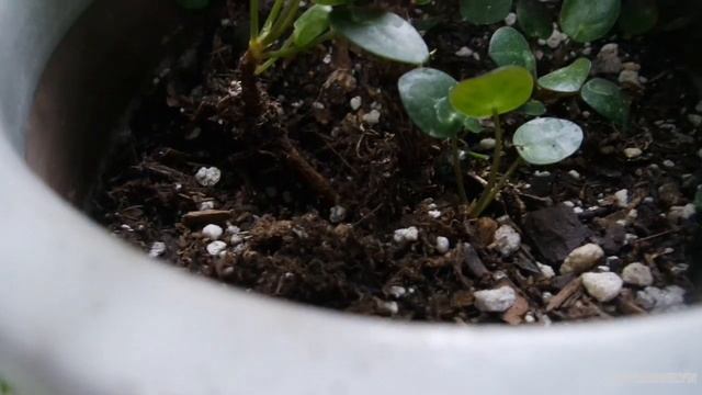 Planting with Jewelyn: Propagating from my Pilea Peperomioides | Dec 2018 | ILOVEJEWELYN смотреть онлайн