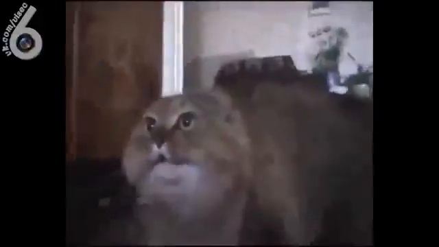 Кот имитатор смотреть онлайн