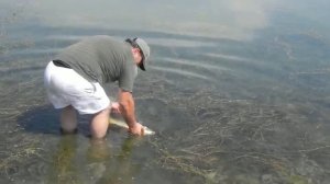 tbilisi carp fishing