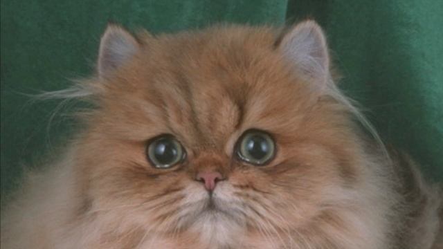 Смешные кошки - как поют смешные кошки смотреть онлайн