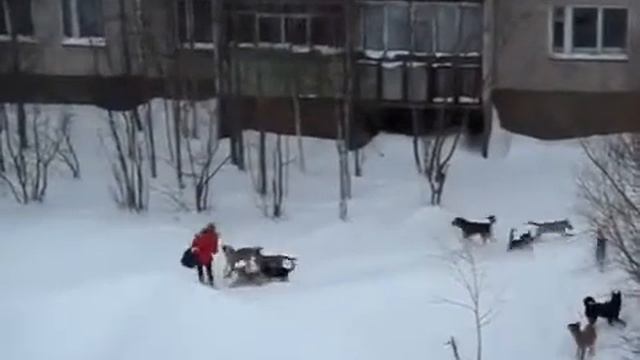от собак дворник спасает девушку смотреть онлайн