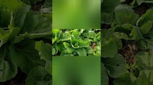 основание для теплицы из шпалы