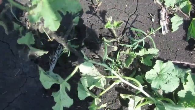 Что стало с арбузами и дынями после урагана. смотреть онлайн