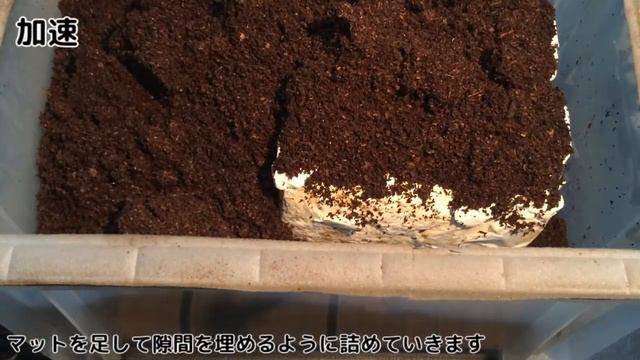 【クリスマス！】パラワンヒラタクワガタのてんこ盛り産卵セット Dorcus titanus palawanicus 【Part4：2015 産卵セット編2】 смотреть онлайн