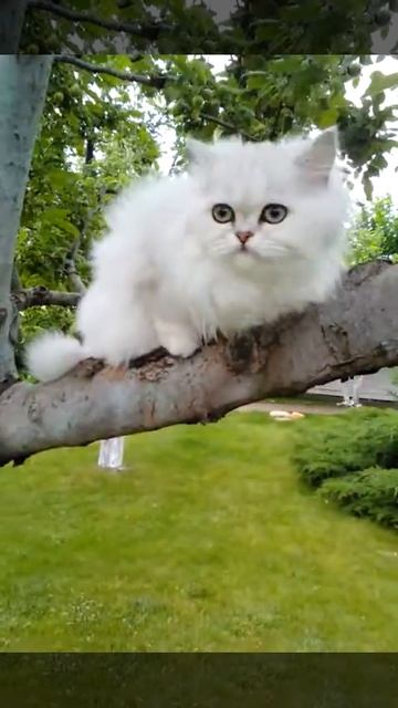 Кiku Jasmine Blues (female BLH Ns 11)