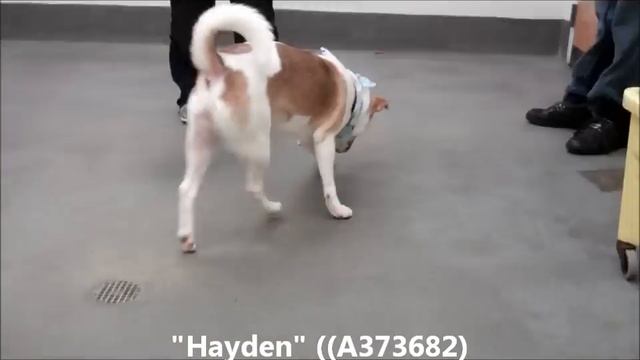 RESCUED :-) !!!"HAYDEN" A GREAT 1 YR OLD NEUTERED MALE AUSTRALIAN CATTLE DOG & CORGI MIX (A373682 смотреть онлайн
