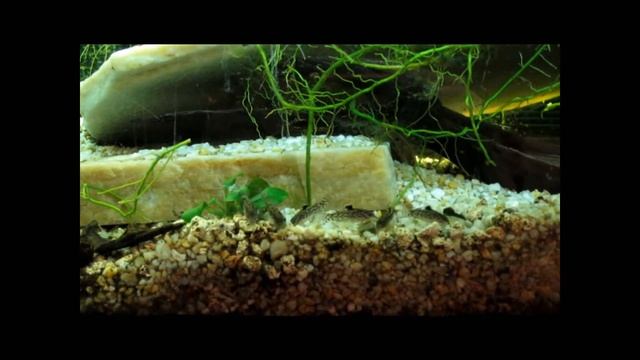 Aspidoras Pauciradiatus