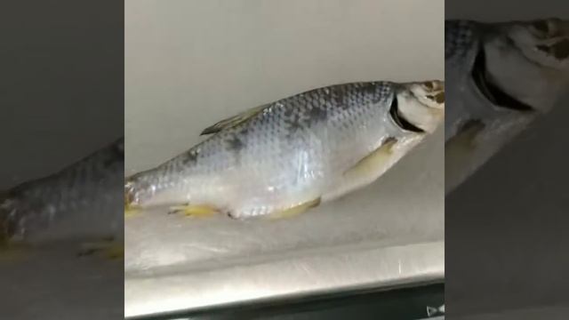 Тарань вяленая отличного качества