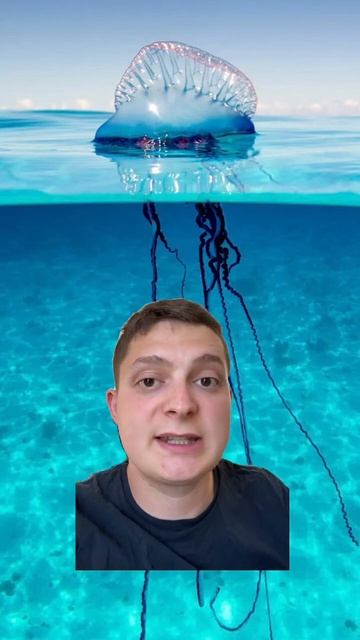 The deadliest jellyfish isn’t actually a jellyfish? смотреть онлайн
