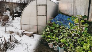 Что стало с рассадой? Снова снег и мороз в апреле! Советы от подписчиков.