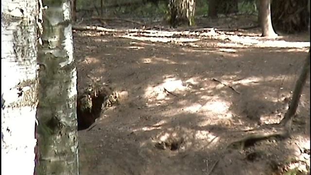 лисята у Аськи2 смотреть онлайн