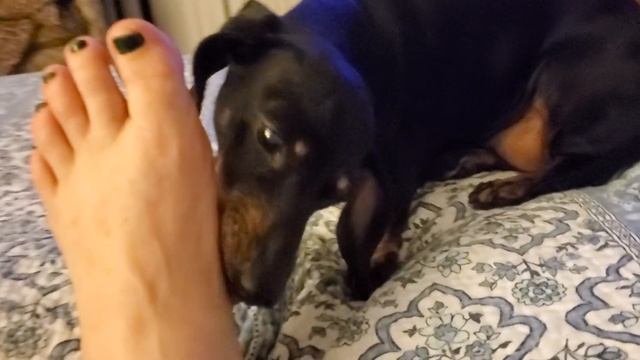 Cute Dachshund Dog Licks Daughter's Toes! смотреть онлайн