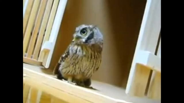 Daring owl // Дерзкая сова смотреть онлайн