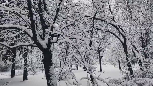 VID 20230329 151200 Деревья Кронверкского сада...1921 (В. Ходасевич)...Павел Васильев Лахтинский смотреть онлайн