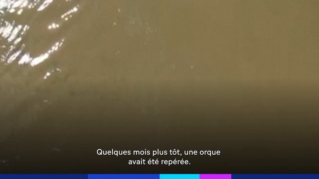 Un poisson «mangeur de testicules» présent dans la Seine? смотреть онлайн