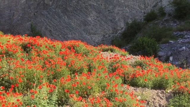 Les COQUELICOTS смотреть онлайн
