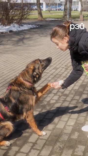 Как провести выходной🐶 смотреть онлайн