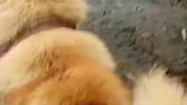 Матуха и медвежата, Камчатка смотреть онлайн