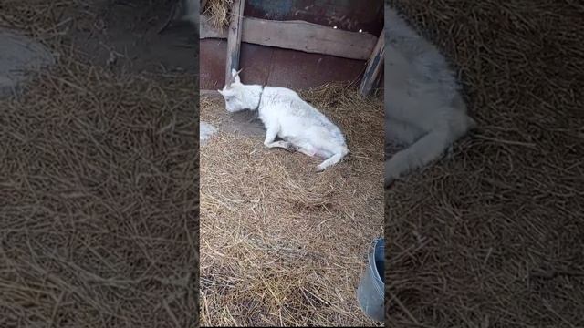 Роды у козы🐐Коза родила💪У нас пополнение✌️Подписывайтесь на канал, пишите свое мнение и ставьте лай смотреть онлайн