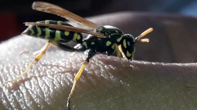 Polistes dominula смотреть онлайн