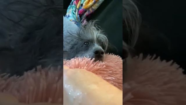 Муся после прививки, Рома жалеет, рядом.