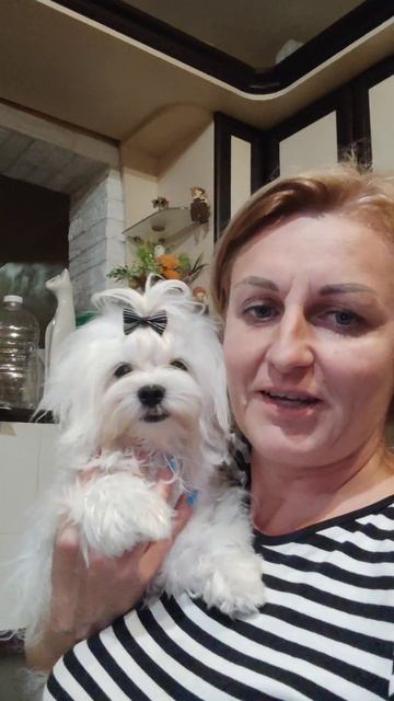 Тимофей,мальчишечка Мальтезе в поиске ответственных владельцев Доставка возможна.стоимость 75т.р смотреть онлайн