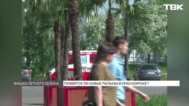 141 пальму хотят купить для Красноярска / Нужна ли городу «экзотика»? смотреть онлайн