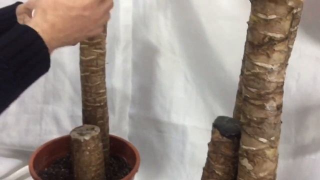 Yucca çiçeğinin gövdesinden filiz çıkarma. Yuka çiçeğinin kütüğünden çiçek çıkarma смотреть онлайн