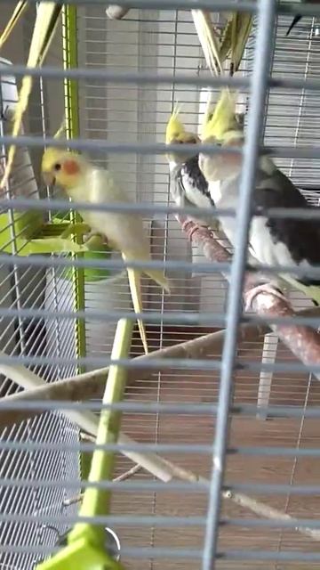 #harizma_ptichka
Лютино малыш корелла смотреть онлайн