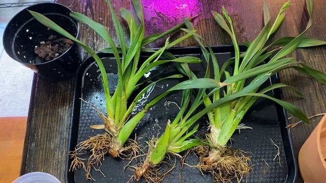 Care Collab Pt. 2… Miltonia Sunset Repot #carecollab смотреть онлайн