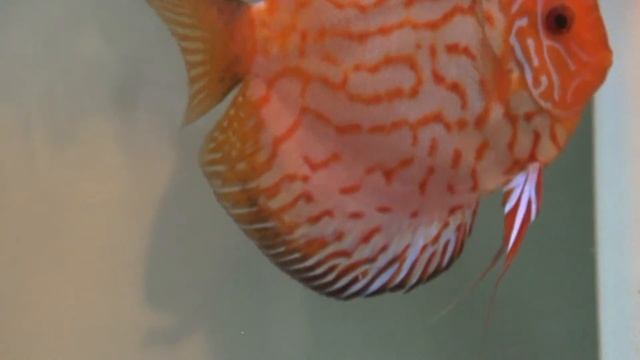 Discus Fry Attached to Breeding Pair - Gwynnbrook Farm смотреть онлайн