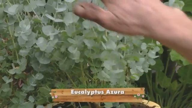 Eucalyptus 'Azura' смотреть онлайн