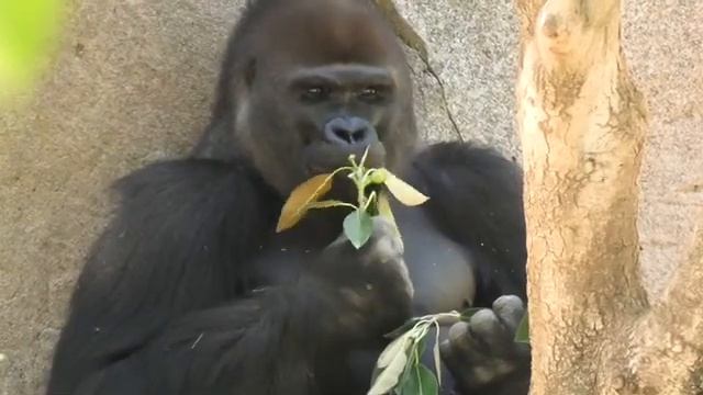 Gorilla 💎 bachelor Frank got lunch 💎 San Diego Safari Park смотреть онлайн